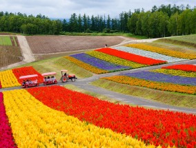 金桥花卉市场探秘，楼顶最香的花卉品种金桥花卉批发市场